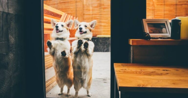 dispositivos de cerrajería para mascotas